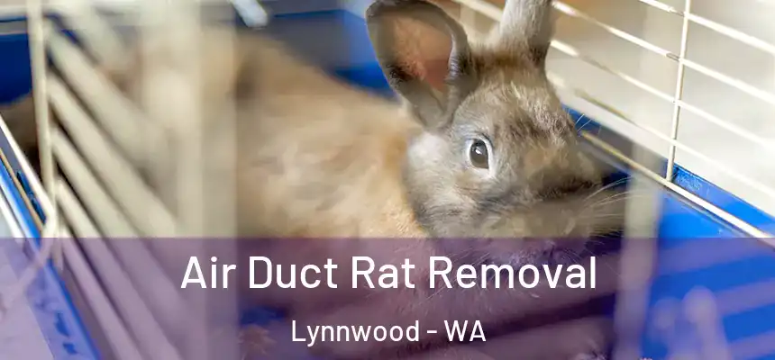  Air Duct Rat Removal Lynnwood - WA