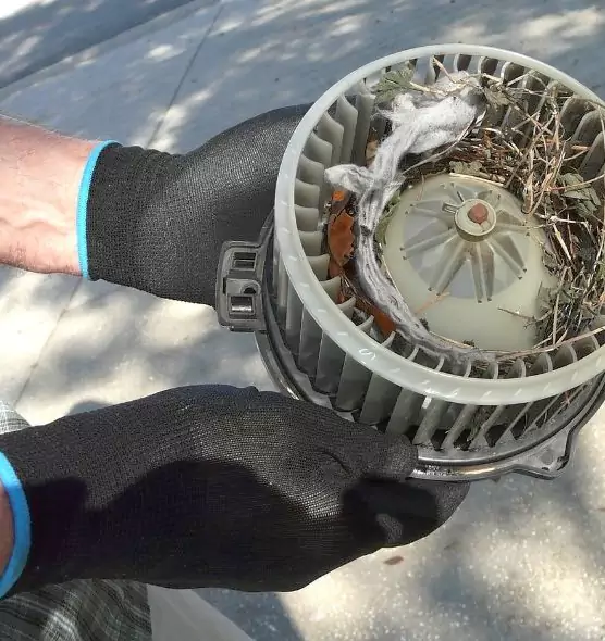 About Air Duct Mice Removal in Lynnwood, WA